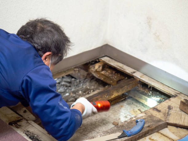 Professional Mold Remediation in Gluckstadt, MS